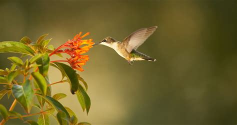 PBS Hummingbirds: The Artists of Flight and Song
